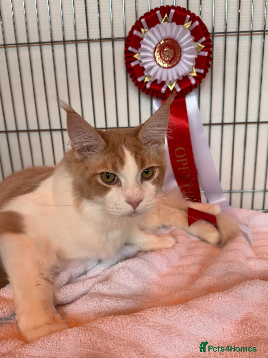 Maine Coon cats for sale: Wonderful Maine Coon kittens from titled  parents - Advert 2