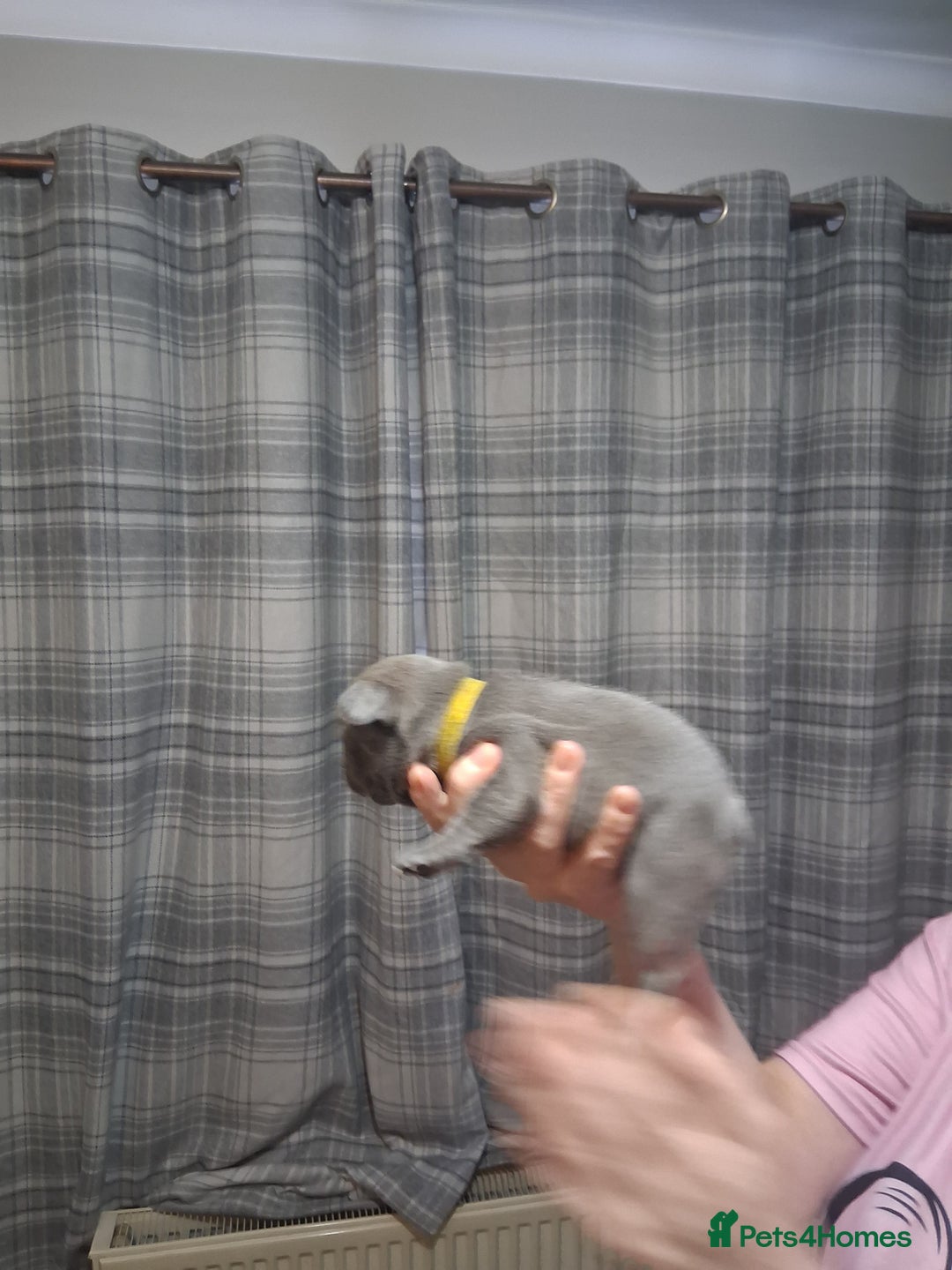 French Bulldog dogs for sale: French bulldogs - Image 36