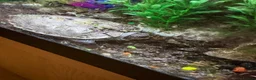 Turtle reptiles for sale: 6 year old turtle and tank for sale in Saint Helens - Advert 5