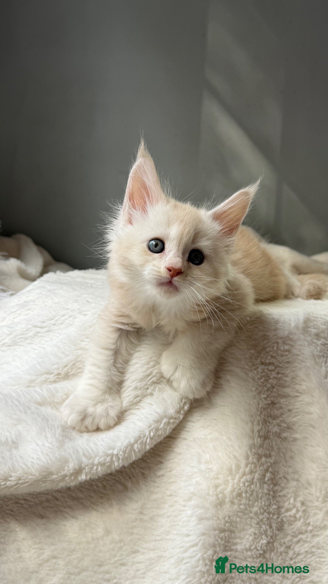 Maine Coon cats Beautiful litter of 7 Maine Coon kittens  - Advert 5