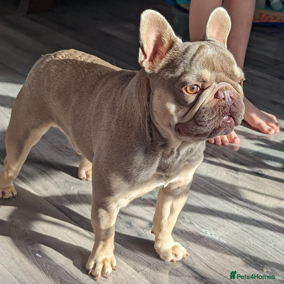 French Bulldog dogs for stud: Tiny 8kg Isabella and tan quad  - Advert 6
