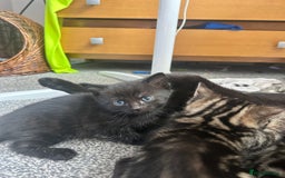 Mixed Breed cats for sale: Last black male tabby kitten - Image 2