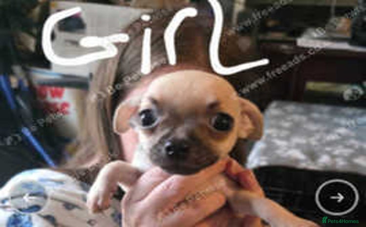 Mixed Breed dogs - Advert 4