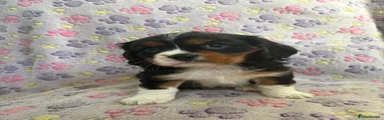 Cavalier King Charles Spaniel Puppy 3