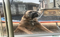 Cane Corso dogs for sale: Cane corso for rehome - Image 7
