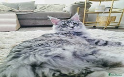Maine Coon cats for sale: 💙Beautiful Maine Coon (GCCF reg) 💙 - Advert 3