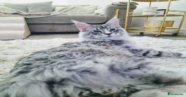 Maine Coon cats 💙Beautiful Maine Coon (GCCF reg) 💙 - Advert 1
