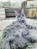 Maine Coon cats 💙Beautiful Maine Coon (GCCF reg) 💙 - Advert 6