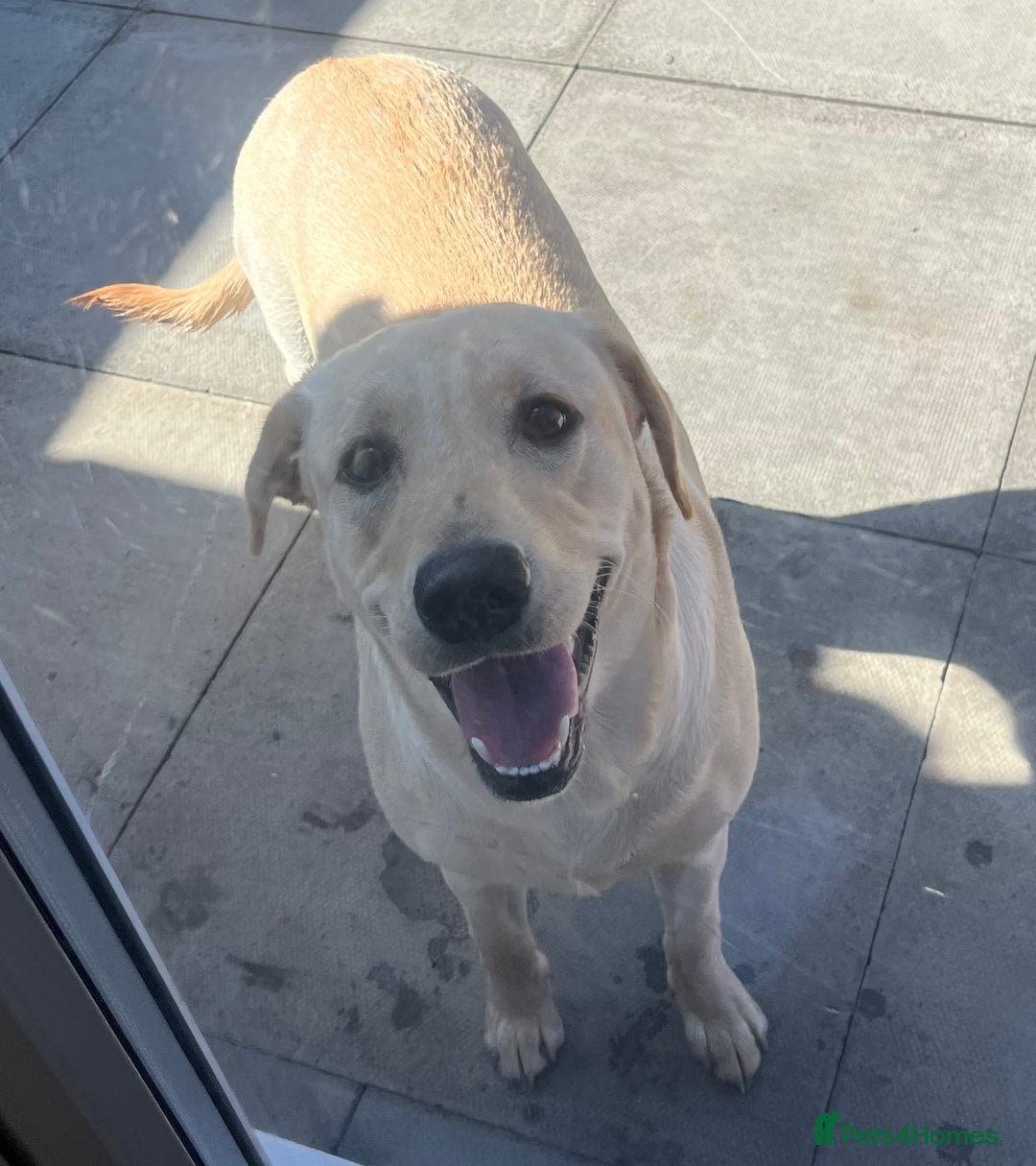 Labrador Retriever dogs for sale: Beautiful Labrador girl  - Image 7