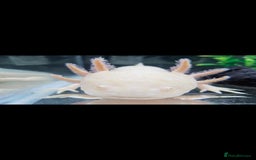 Axolotl reptiles for sale: Axolotl x2 - Image 1