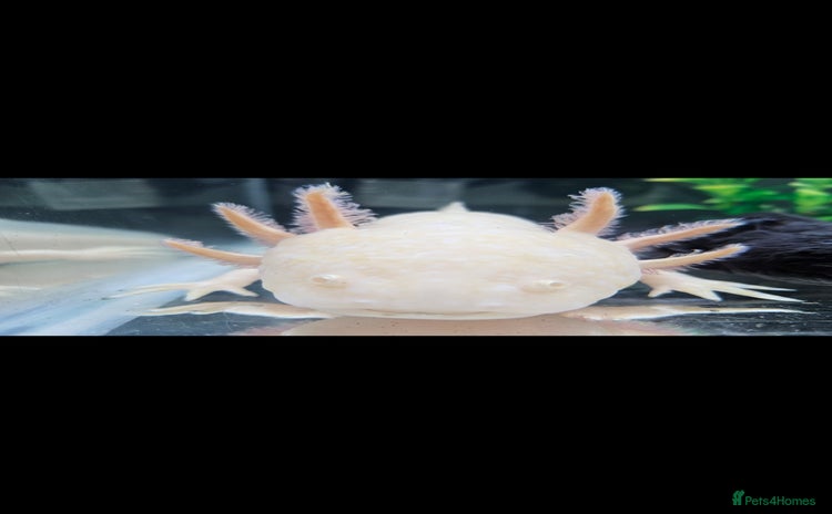 Axolotl reptiles - Advert 1