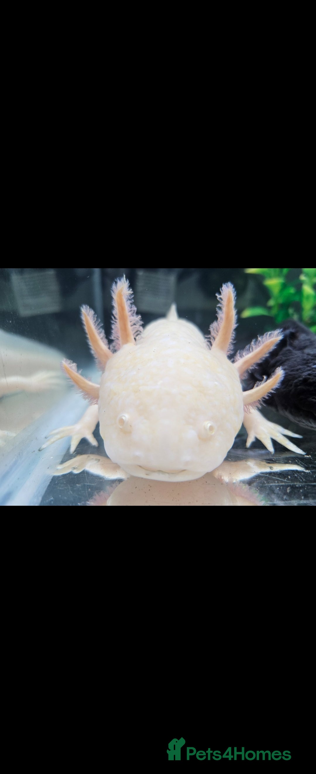 Axolotl reptiles for sale: Axolotl x2 - Image 1