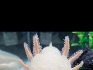 Axolotl reptiles Axolotl x2 - Advert 12