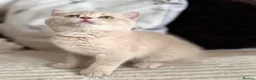 British Shorthair cats for sale: 👑 Exceptional BSH Cream Golden Tipped Girl 👑 - Advert 7