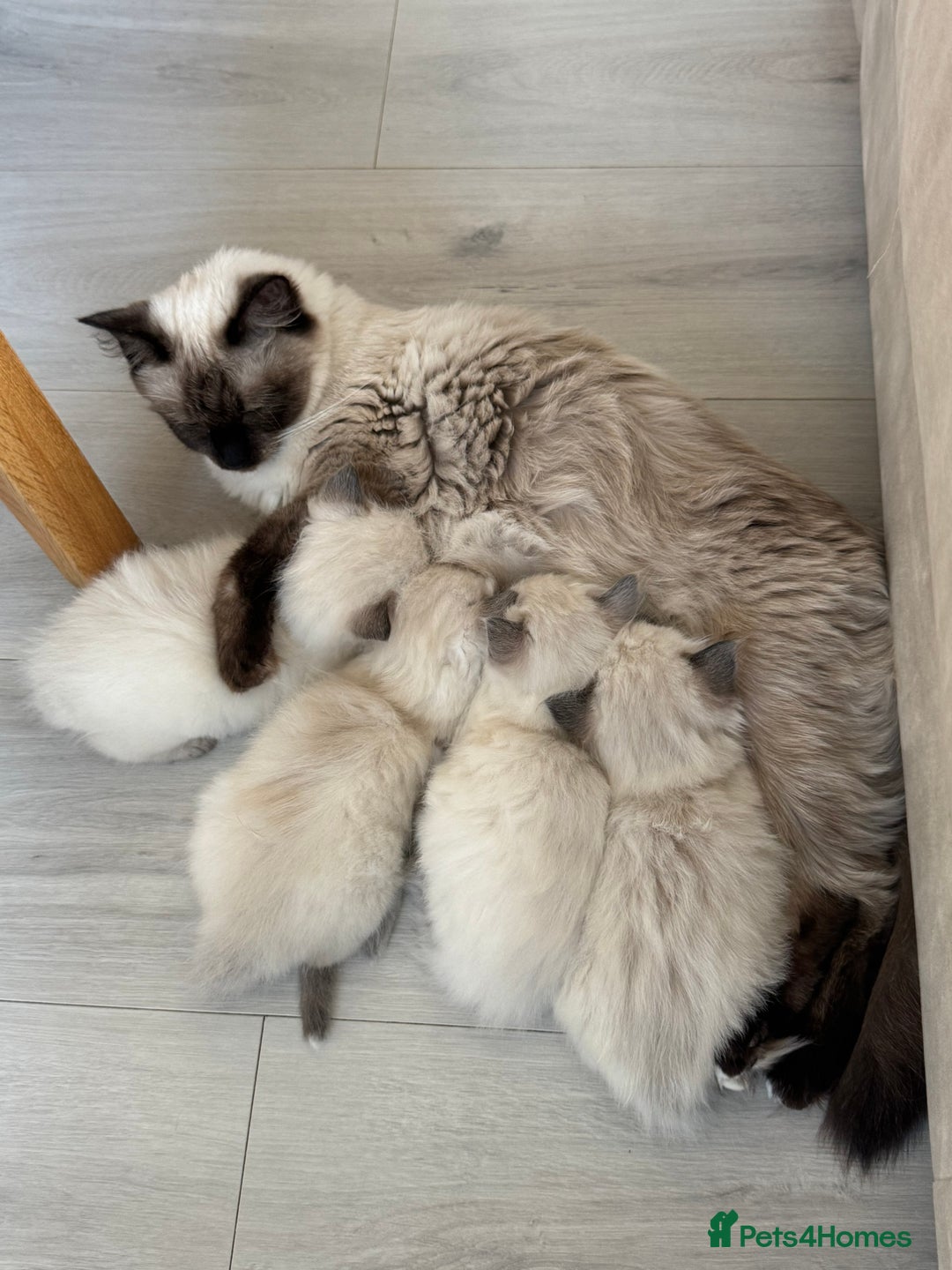 Ragdoll cats for sale: Ragdoll kittens  - Image 5