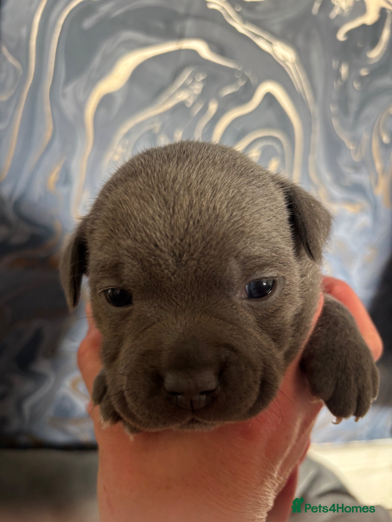 Staffordshire Bull Terrier dogs TWO BEAUTIFUL BLUE STAFFS BOYS AVAILABLE  - Advert 1