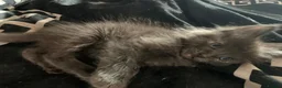 Mixed Breed cats for sale: 3 females kittens ragdoll/Shpynx cross kittens  - Advert 4