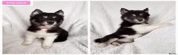 Siberian Husky dogs for sale: Lovely Siberian husky puppies - Advert 4