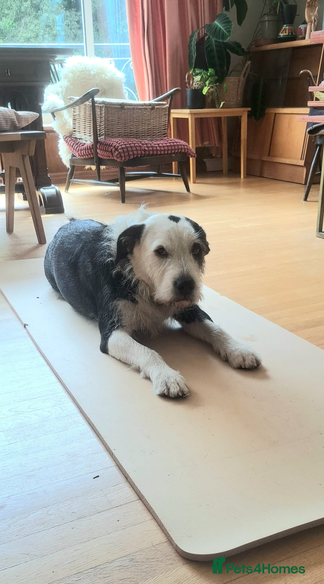 Mixed Breed dogs for sale: 2 yr old female Bulldog/Old English Sheepdog Mix - Advert 3