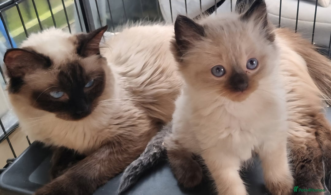 Ragdoll cats for sale: Beautiful Ragdoll Kittens (chocolate point girl) - Advert 4