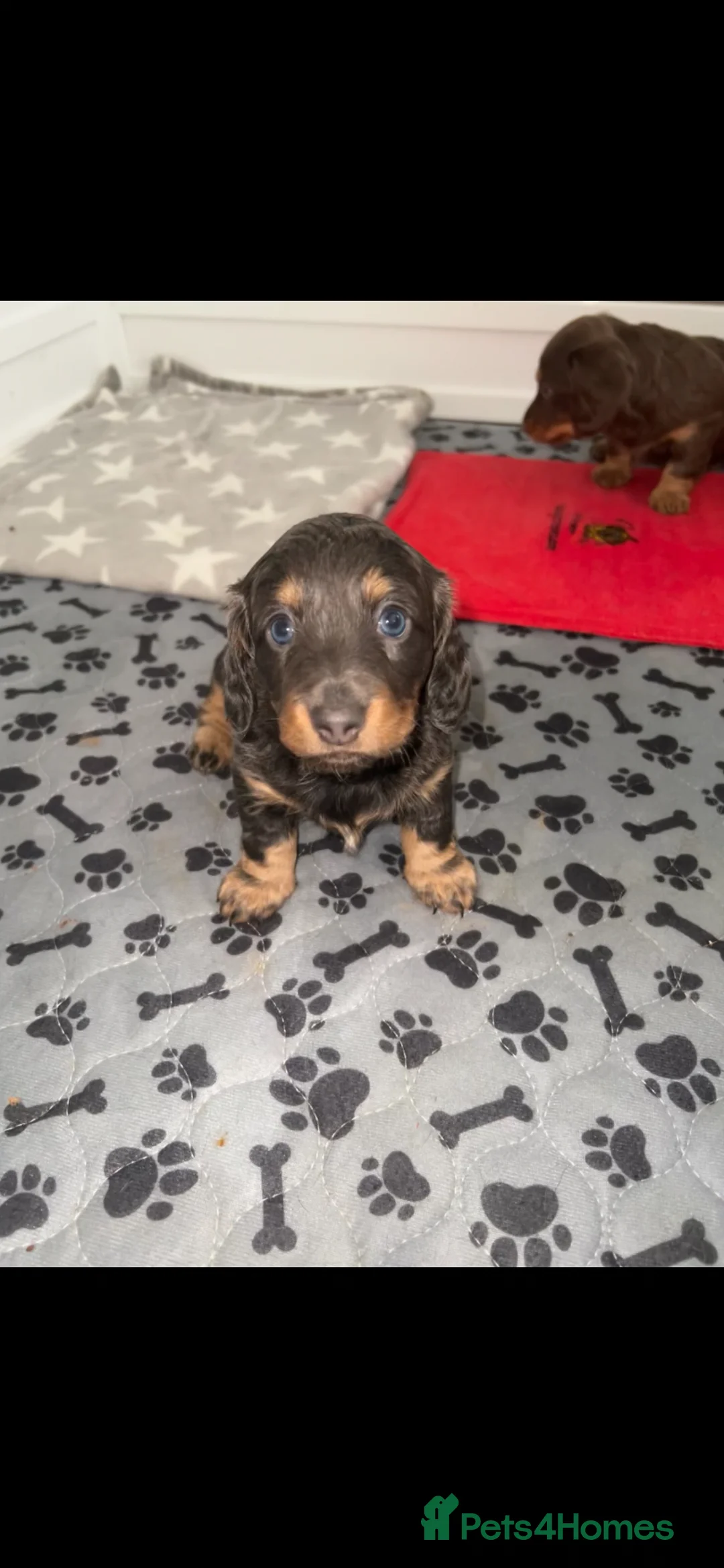 Miniature Dachshund dogs for sale: 2 remaining long haired girls miniature dachshund  - Advert 2