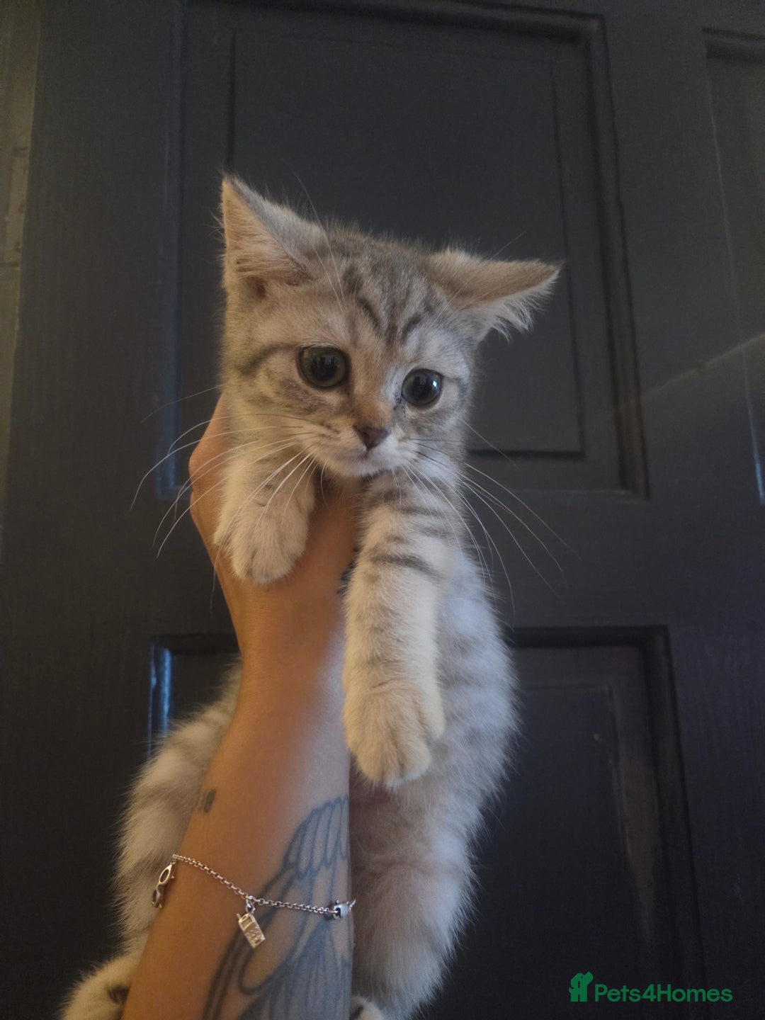 British Shorthair cats for sale: Amazing kittens ready to leave - Image 4