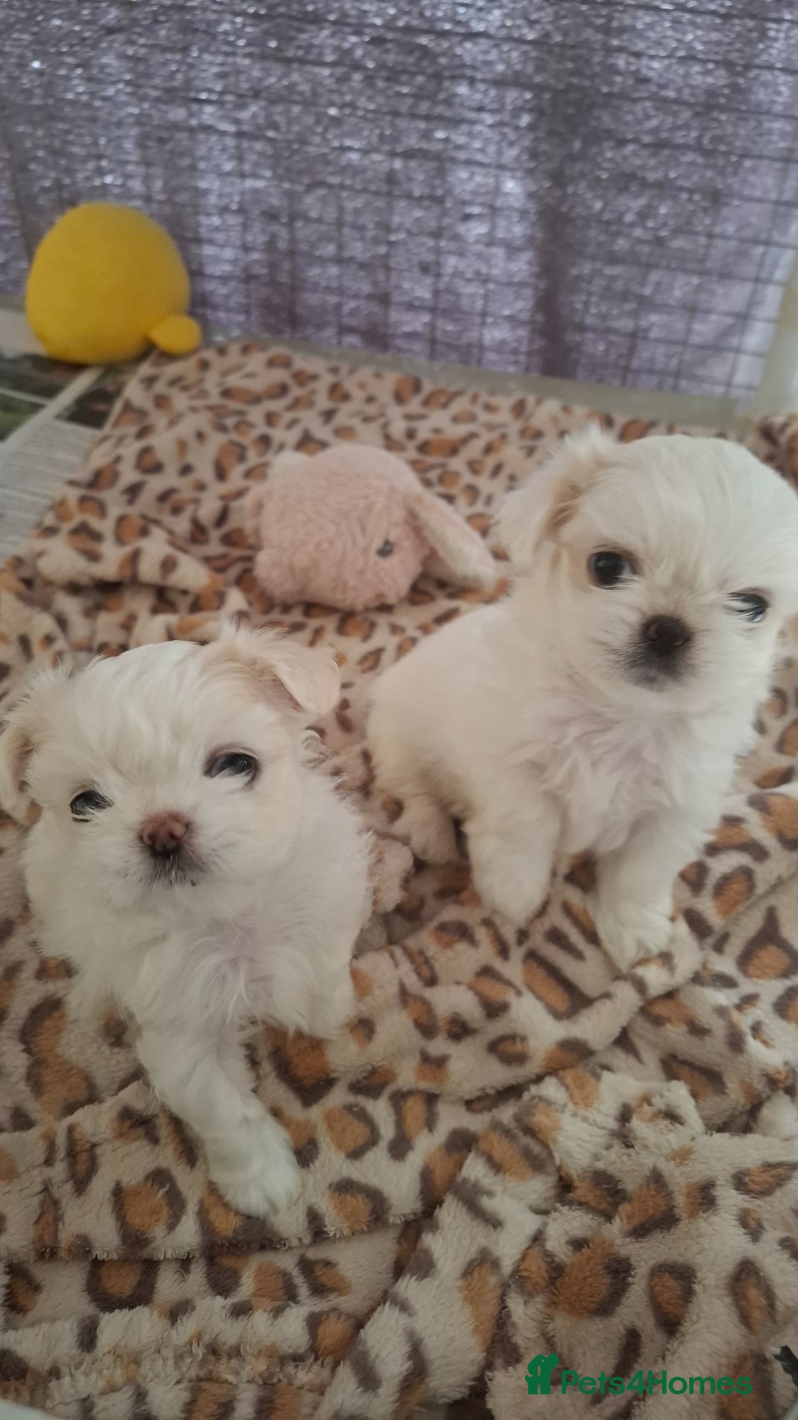 Mixed Breed dogs for sale: Beautiful shichis absolutely stunning  - Advert 1