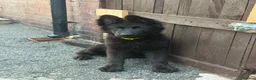 German Shepherd dogs for sale: Germany Sheperd long hair - Advert 1