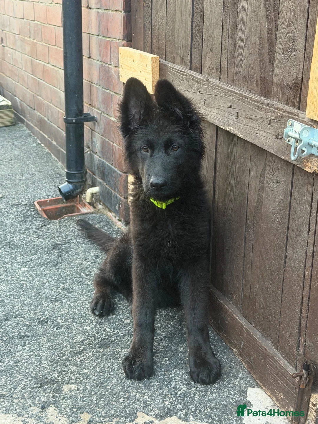 German Shepherd dogs for sale: Germany Sheperd long hair - Advert 1