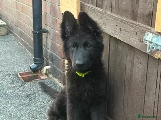 German Shepherd dogs Germany Sheperd long hair - Advert 7