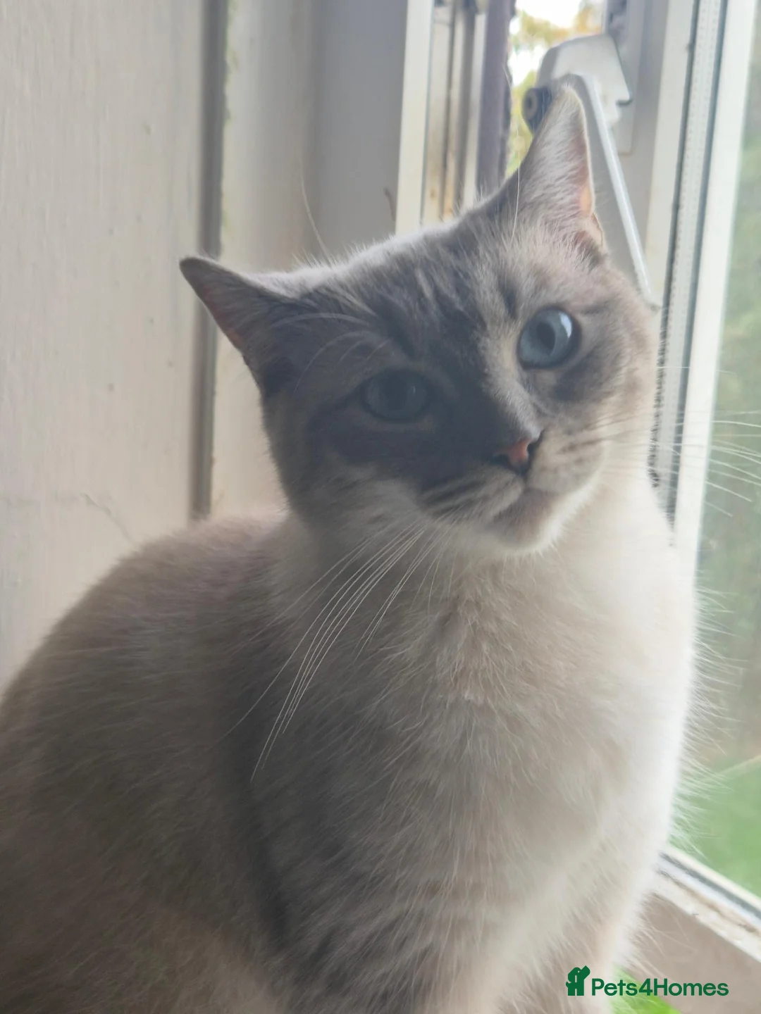 Mixed Breed cats for sale: Female cat for sale  in Huddersfield - Advert 2