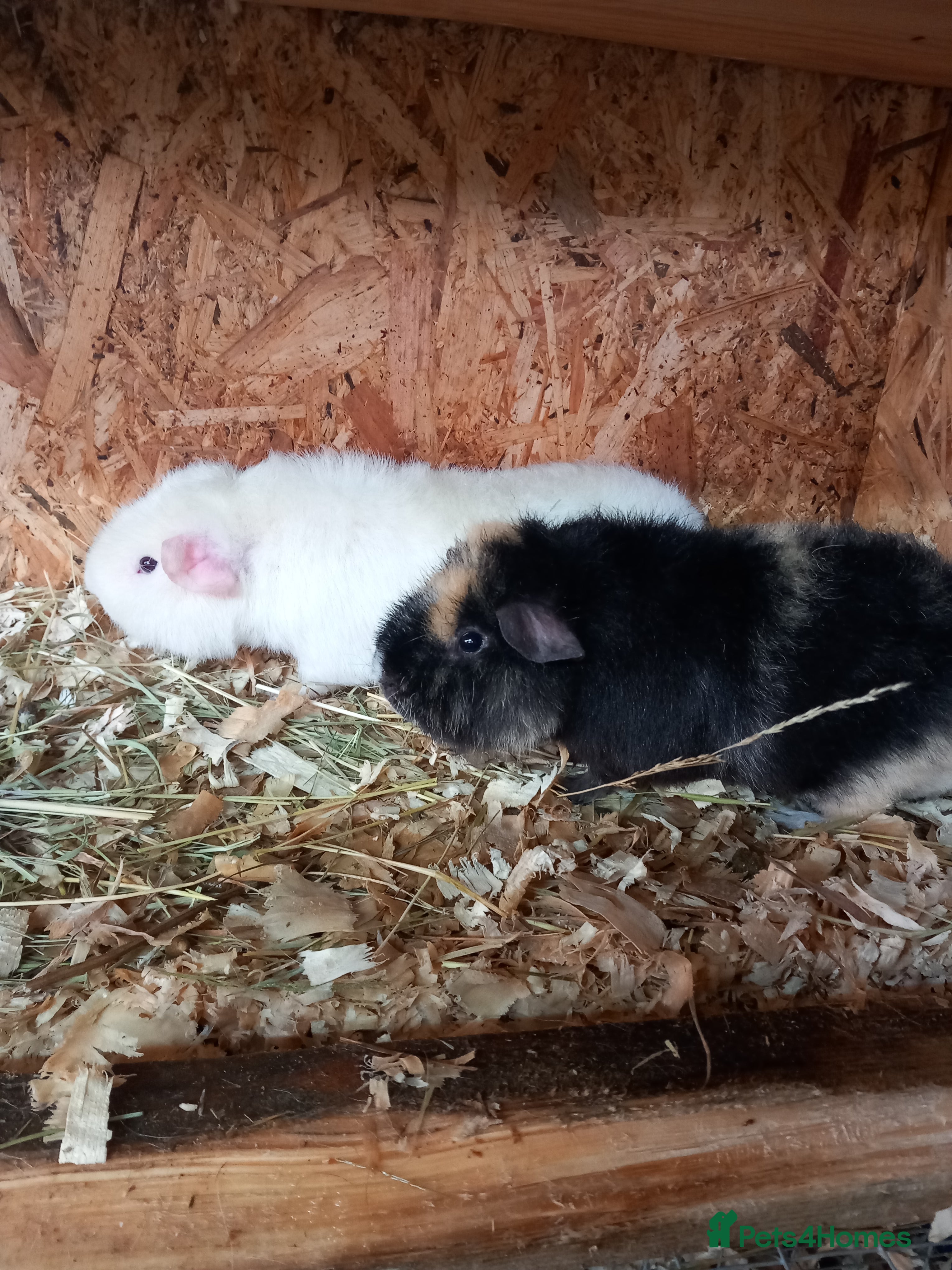 Guinea Pig rodents Teddy guinea pigs  - Advert 12