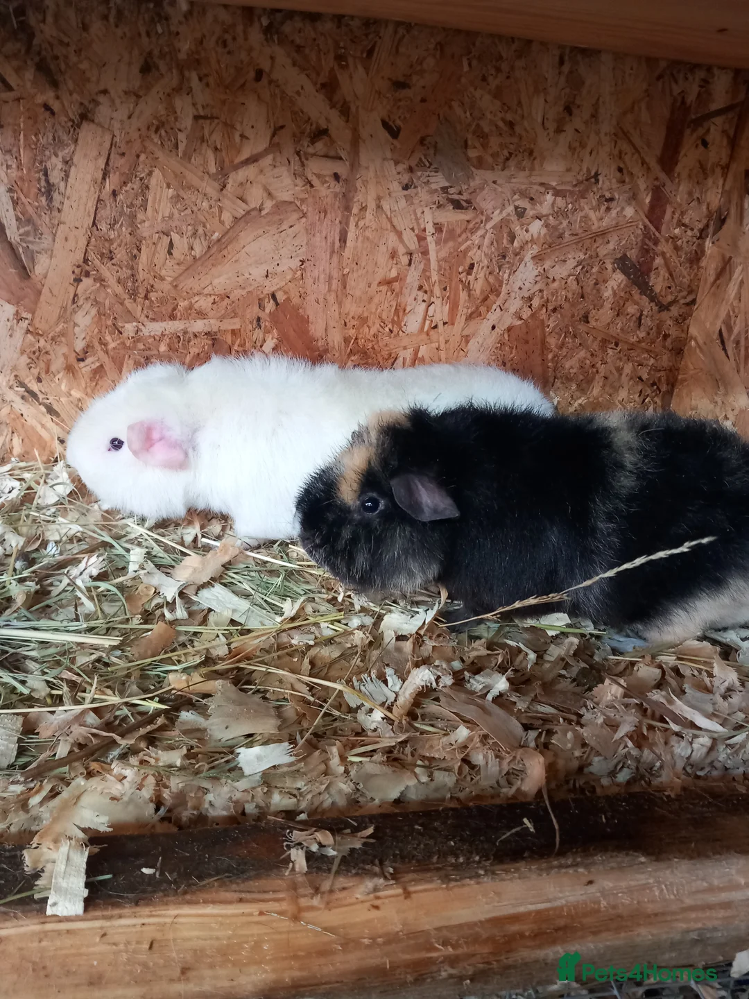 Guinea Pig rodents for sale: Teddy guinea pigs  - Advert 1