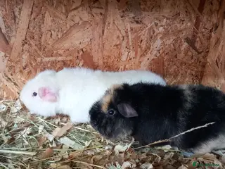 Guinea Pig rodents Teddy guinea pigs - Advert 12