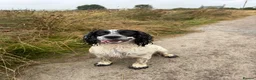Cocker Spaniel dogs for sale: KC registered cocker spaniel puppies for sale - Advert 23