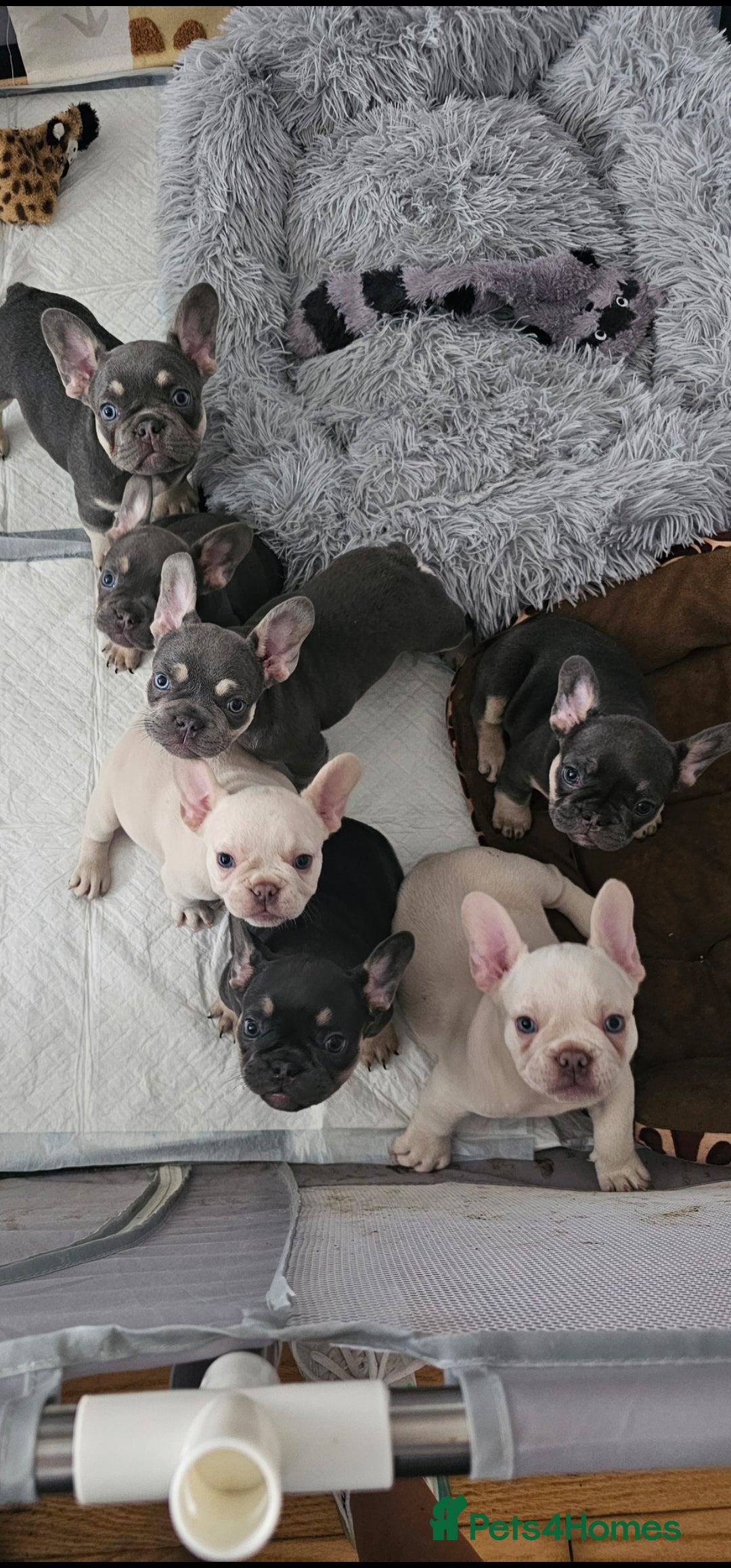 French Bulldog dogs for sale: 7french bulldogs for sale  - Image 14