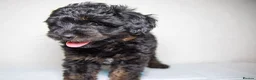 Havapoo dogs for sale: 3 Havapoo. 5 star breeder. - Advert 7