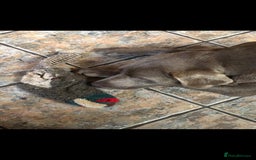 Labrador Retriever dogs for sale: Charcoal boy & silver girl  - Image 10