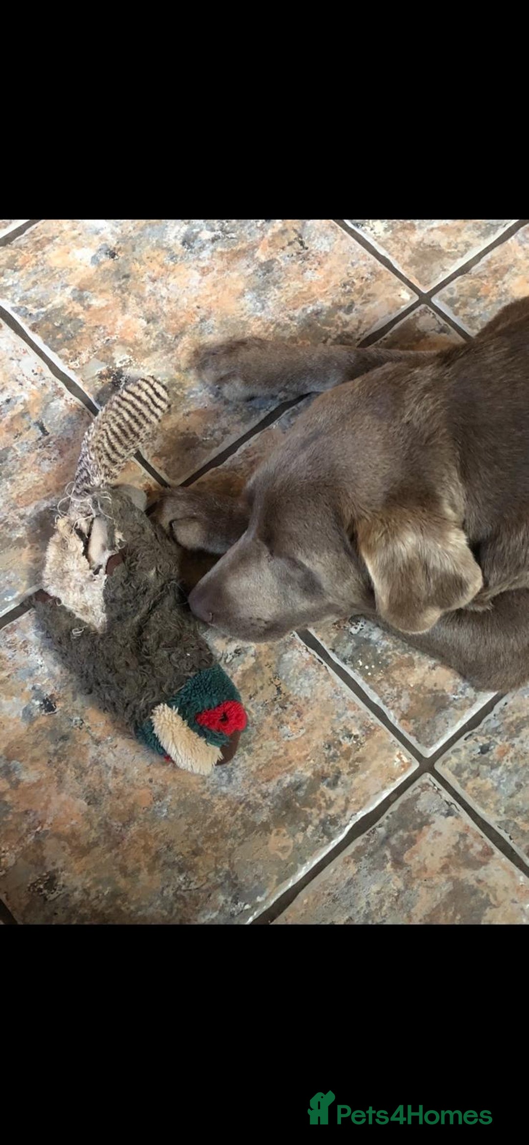 Labrador Retriever dogs for sale: Charcoal boy & silver girl  - Image 10