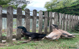 Ducks poultry for sale: 3 Handsome Campbell x Indian Runner drakes  - Image 2