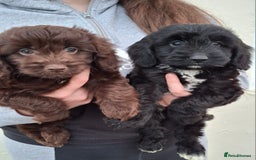 Cockapoo dogs for sale: Health tested show type cockapoo puppies! - Image 3