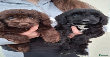 Cockapoo dogs - Advert 15