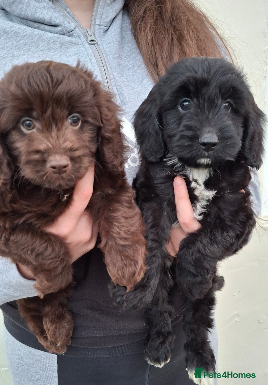 Cockapoo dogs for sale: Health tested show type cockapoo puppies! - Image 3