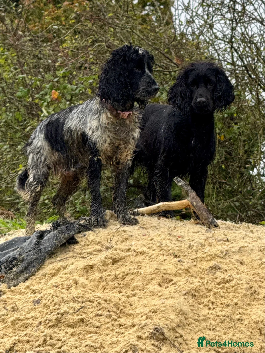 Cocker Spaniel dogs for adoption: Stunning cocker spaniel girl - Advert 2