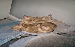 Burmese cats for sale: Burmese Kittens – Two Chocolate  - Image 8