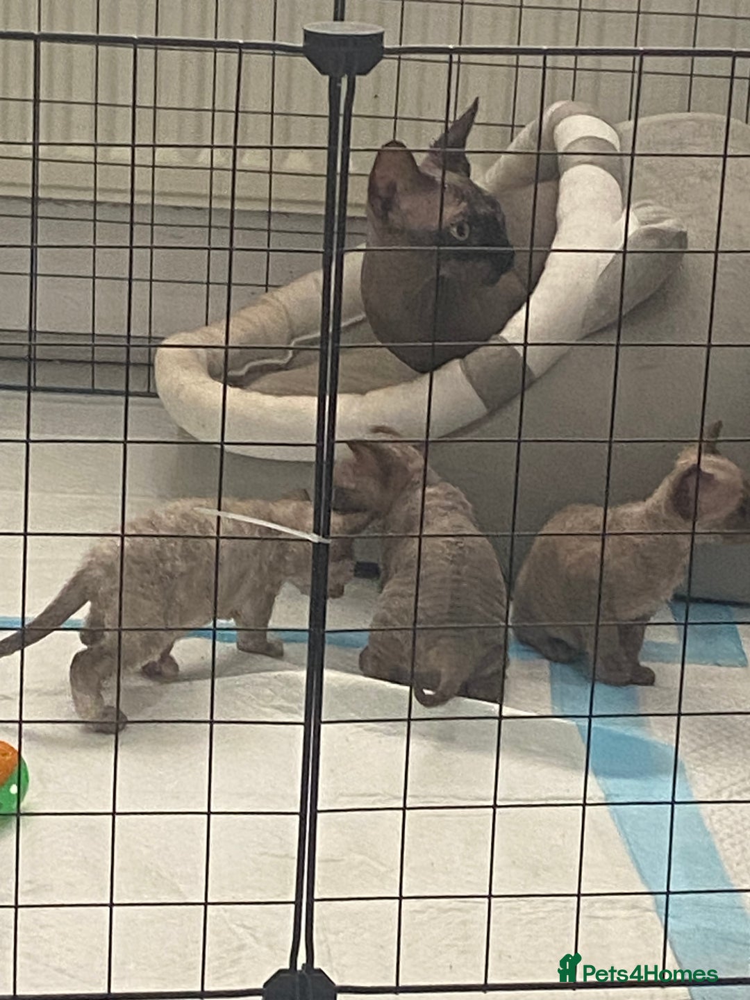 Devon Rex cats for sale: Beautiful girl ready for her new home - Image 4