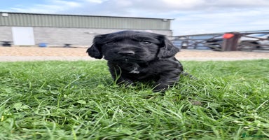 Cocker Spaniel dogs - Advert 11