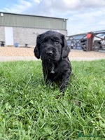 Cocker Spaniel dogs - Advert 11