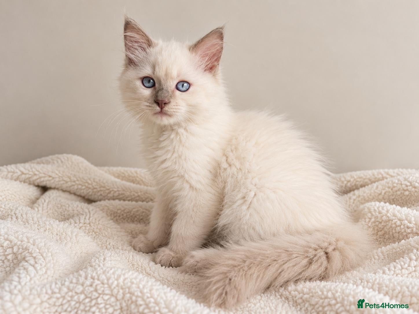 Ragdoll cats GCCF Ragdoll Kittens - Fully Vacc & Ready Now - Advert 1