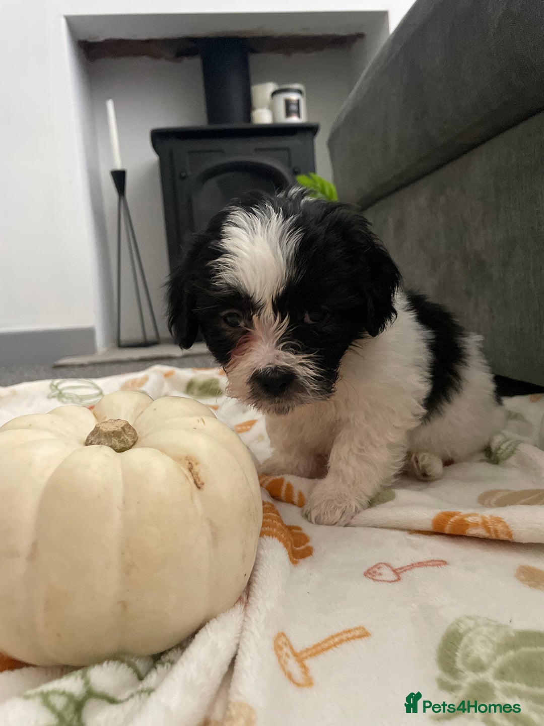 Mixed Breed dogs for sale: Maltese cross La Chon puppies  - Image 15